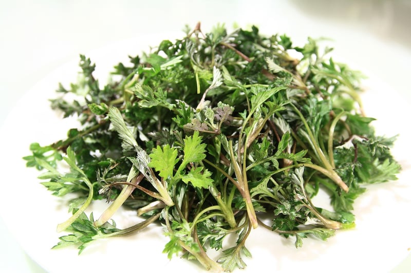 Mugwort Plant